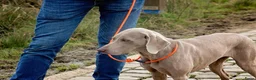 Weimarse Staande Hond korthaar honden te koop: Prachtige Weimaraner pups - Advertentie 3