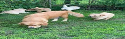 Golden Retriever honden te koop: 3 prachtige golden retriever teefjes oudersgetest  - Advertentie 9
