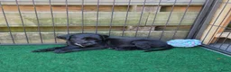 Kruising honden te koop: Prachtige Labradoodle x Dalmatiër puppy's! - Advertentie 3