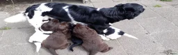 Kruising honden te koop: Kruising pup Bencie!! - Advertentie 16