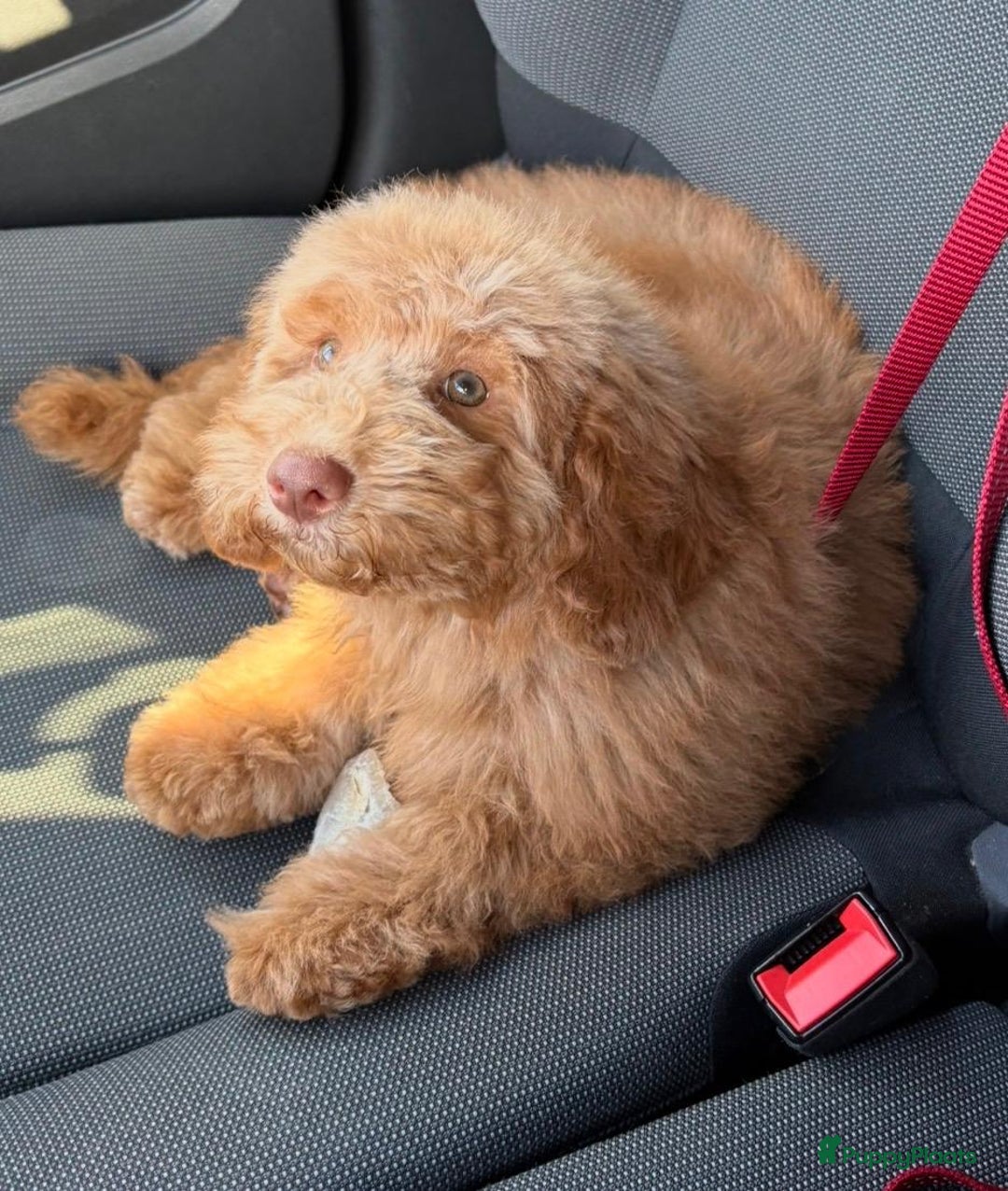 Dwergpoedel honden te koop: Puppy-dwergpoedel. Lieve en leergierige pup  - Advertentie 1