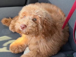 Dwergpoedel honden Puppy-dwergpoedel. Lieve en leergierige pup - Advertentie 1