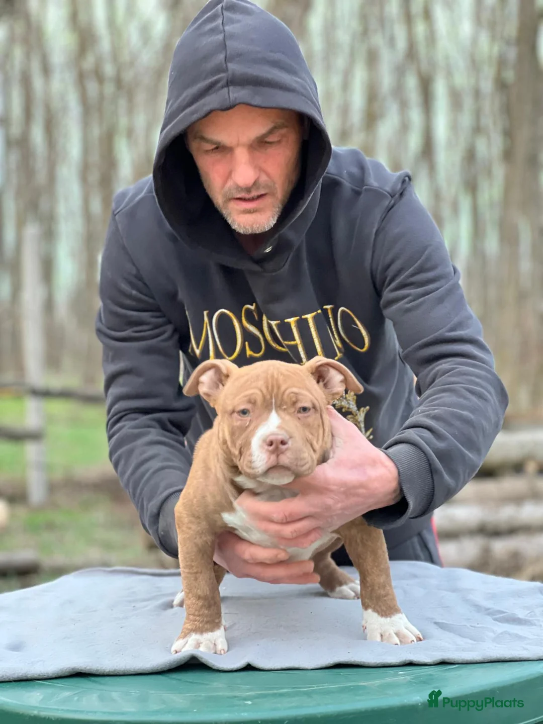 Amerikaanse Bully honden te koop: American Bully Pocket - Advertentie 7