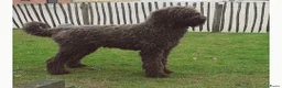 Kruising honden te koop: Labradoodle X Aussiedoodle  - Advertentie 3