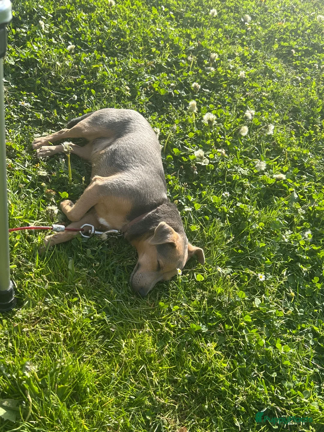 Jack Russel Terriër honden ter adoptie: Jack russel  - Advertentie 4