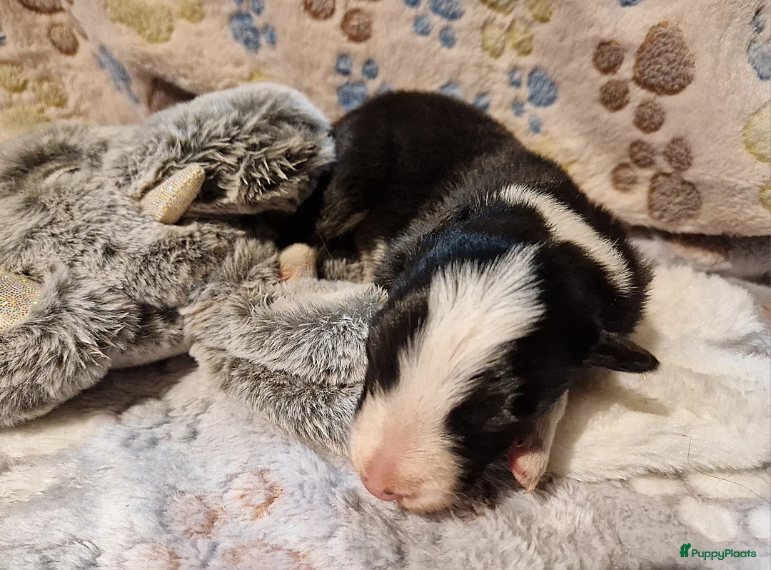 Border Collie honden te koop: Border collie pups - Advertentie 12