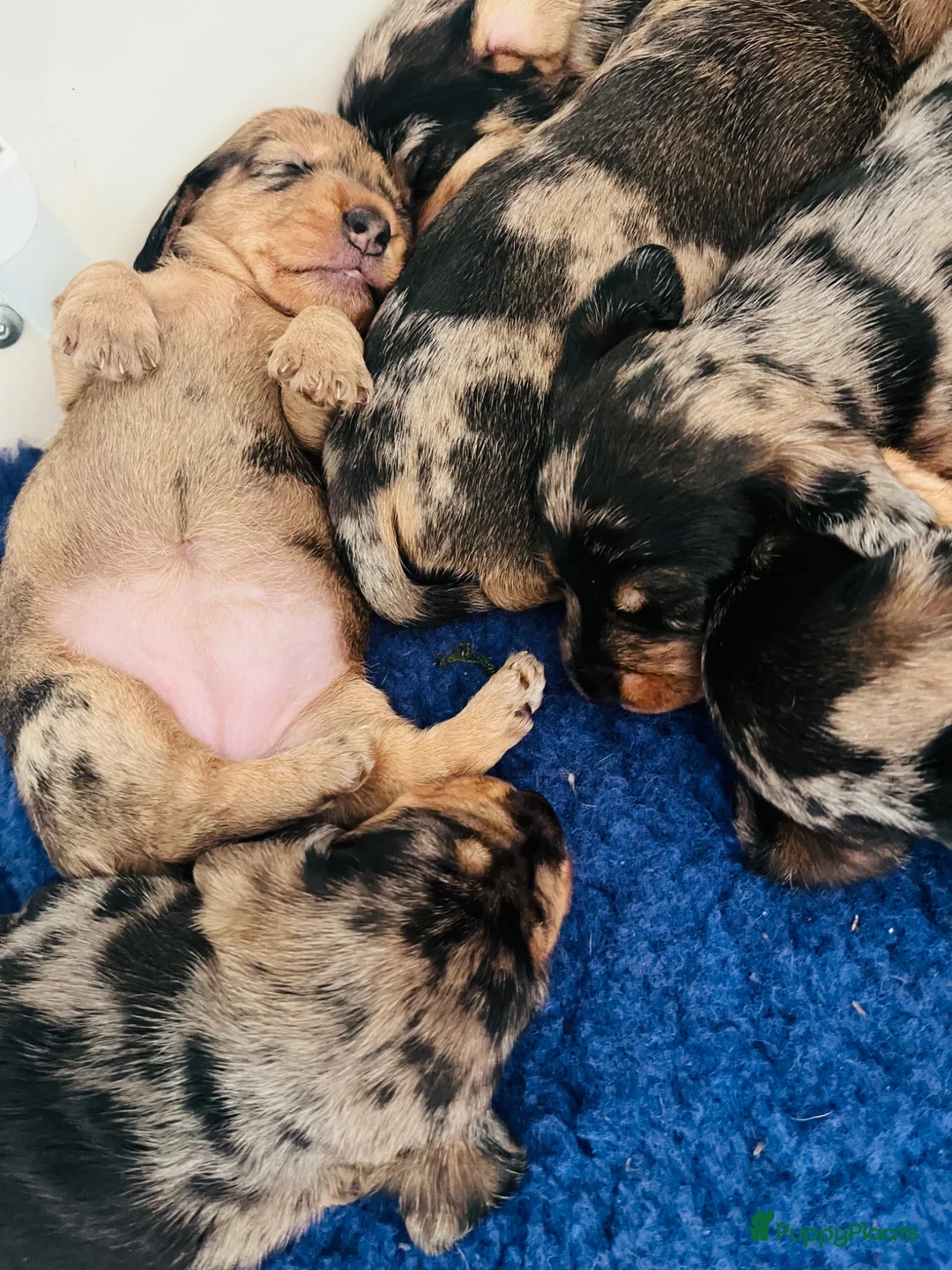 Ruwhaar Teckel honden te koop: De liefste getijgerde ruwharige teckel pups - Advertentie 2