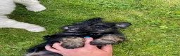 Australian Labradoodle honden te koop: 3 Aussi Labradoodle Pups, incl. karakter test   - Advertentie 13