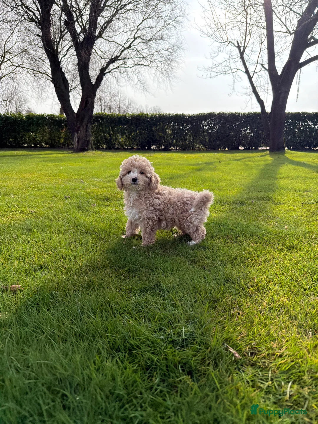 Labradoodle honden te koop: Mini Doodle (Poedel x Mini Labradoodle) pups - Advertentie 7