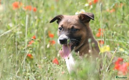 Australian Shepherd honden te koop: Kruising Aussi pups  - Afbeelding 12