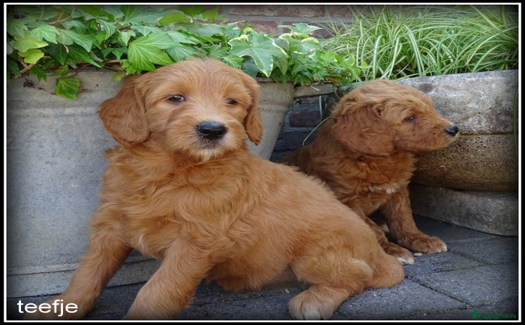 Labradoodle honden - Advertentie 3
