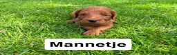 Goldendoodle honden te koop: Goldendoodles F1B - Advertentie 8