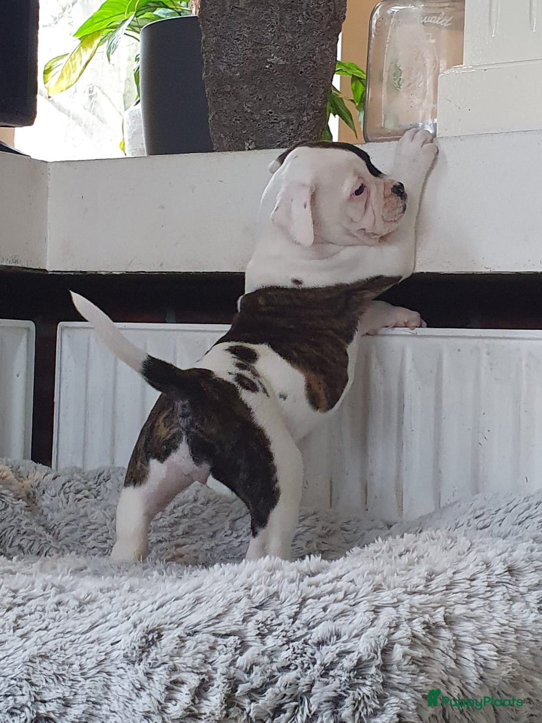 Amerikaanse Bulldog honden te koop: Prachtige Amerikaanse bulldog pups met stamboom - Advertentie 2