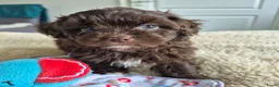 Kruising honden te koop: Lieve mini boompoo  - Advertentie 6