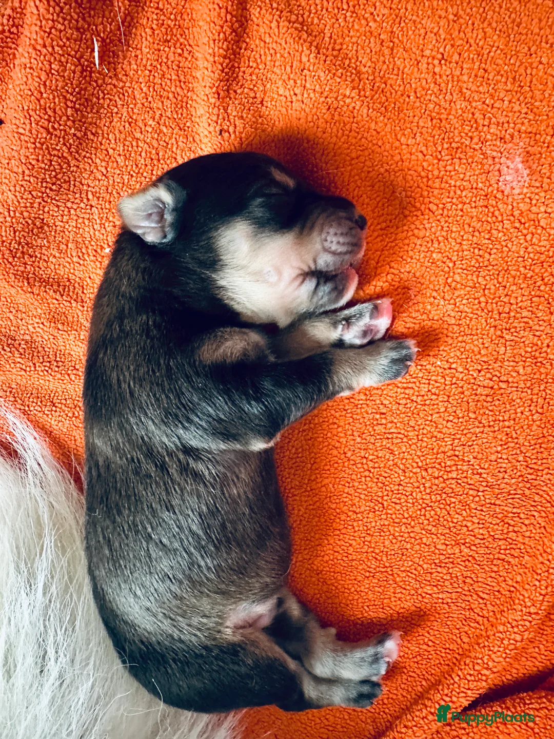 Kruising honden te koop: Lieve puppies te koop - Advertentie 6