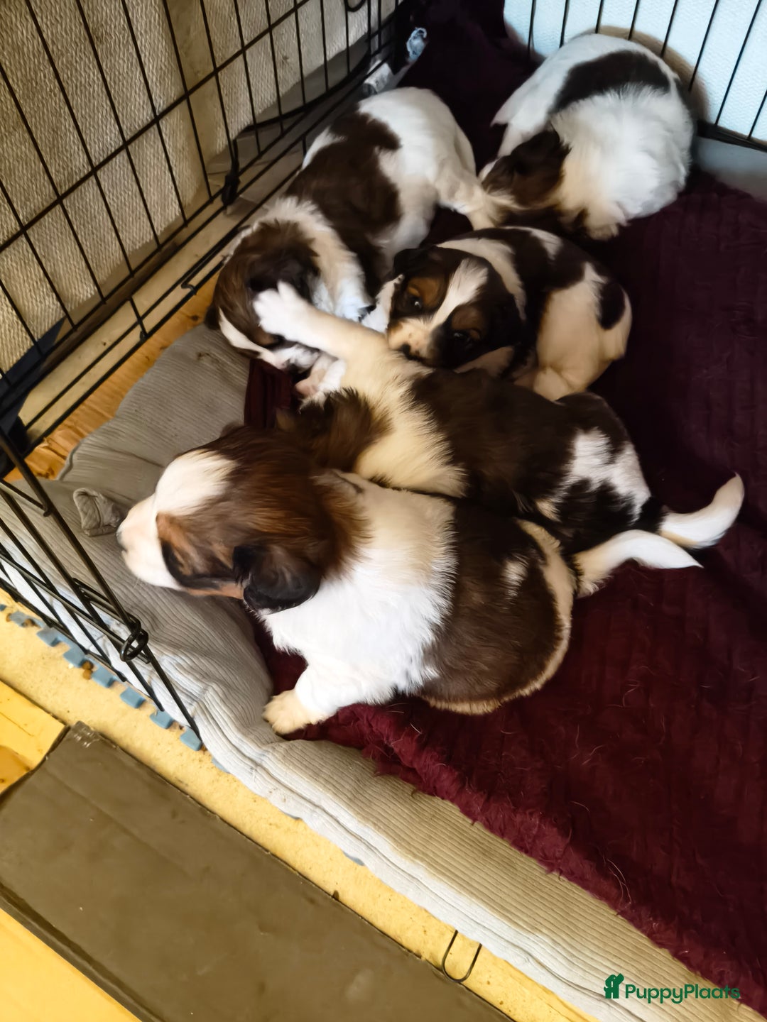 Kooikerhondje honden te koop: Lieve Kooikerpups beschikbaar reserveren nu  - Advertentie 5