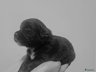 Kruising honden Labrador/golden retriever/border collie pups - Advertentie 7