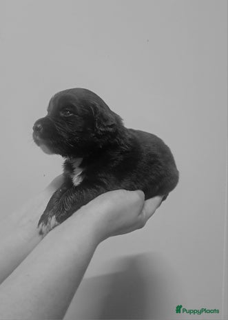 Kruising honden - Advertentie 3