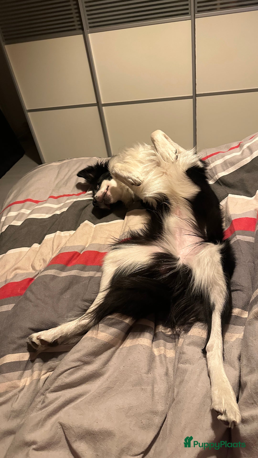 Border Collie honden ter dekking: Border Collie Dekreu in Terneuzen - Advertentie 14