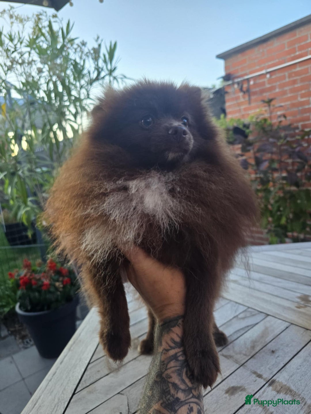 Pomeriaan honden te koop: pomeriaan - Advertentie 4