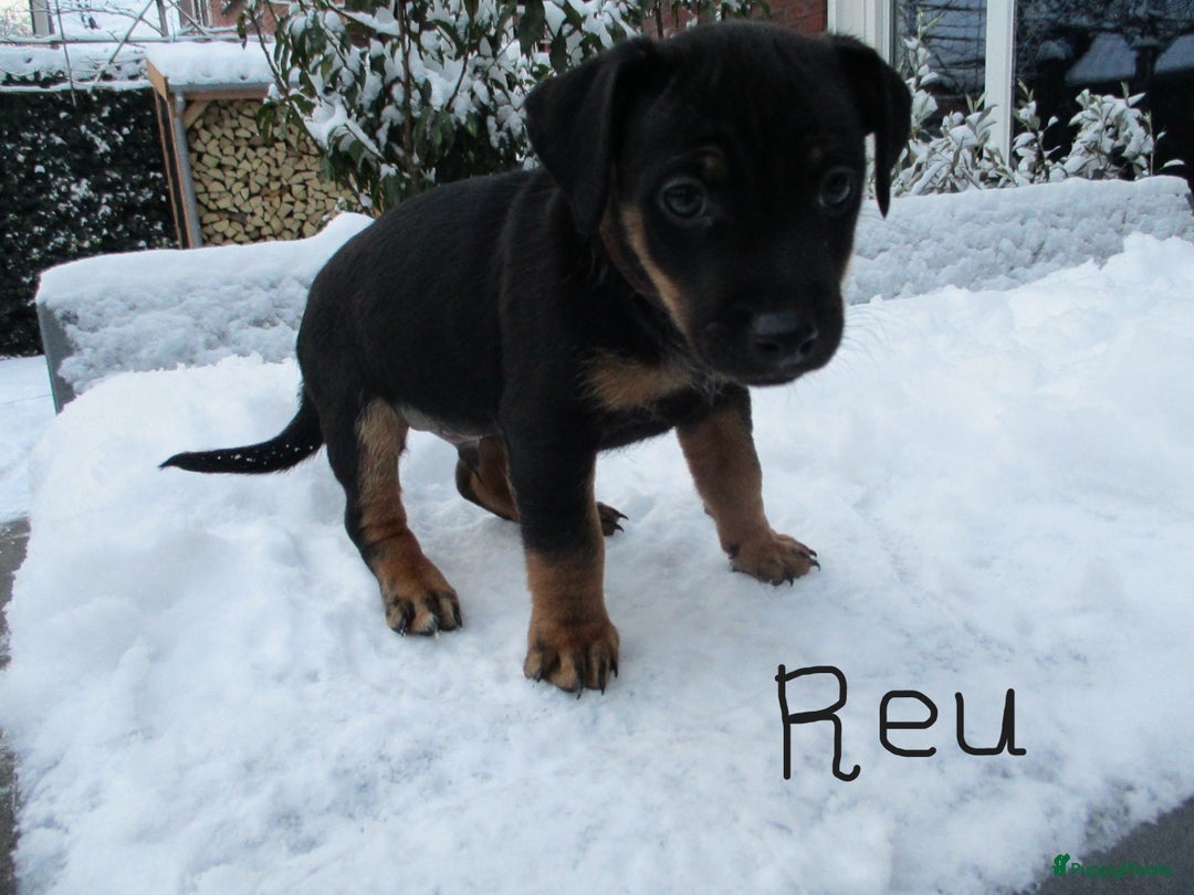 Jack Russel Terriër honden te koop: Jack  russel pups zoeken lief huis! nog 4 pups! - Advertentie 28