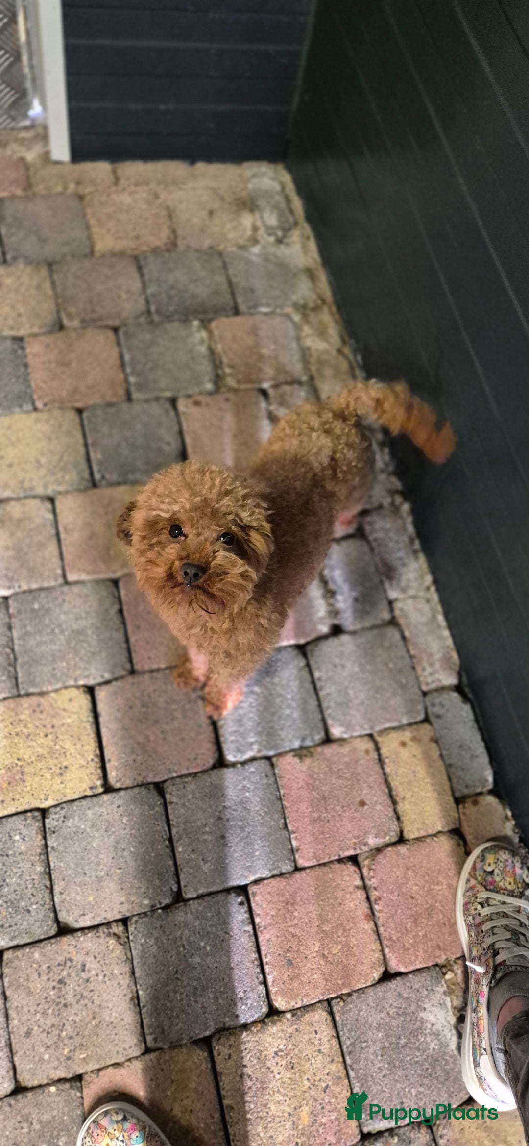 Poedel Toy honden te koop: Toypoedels verwacht - Advertentie 13