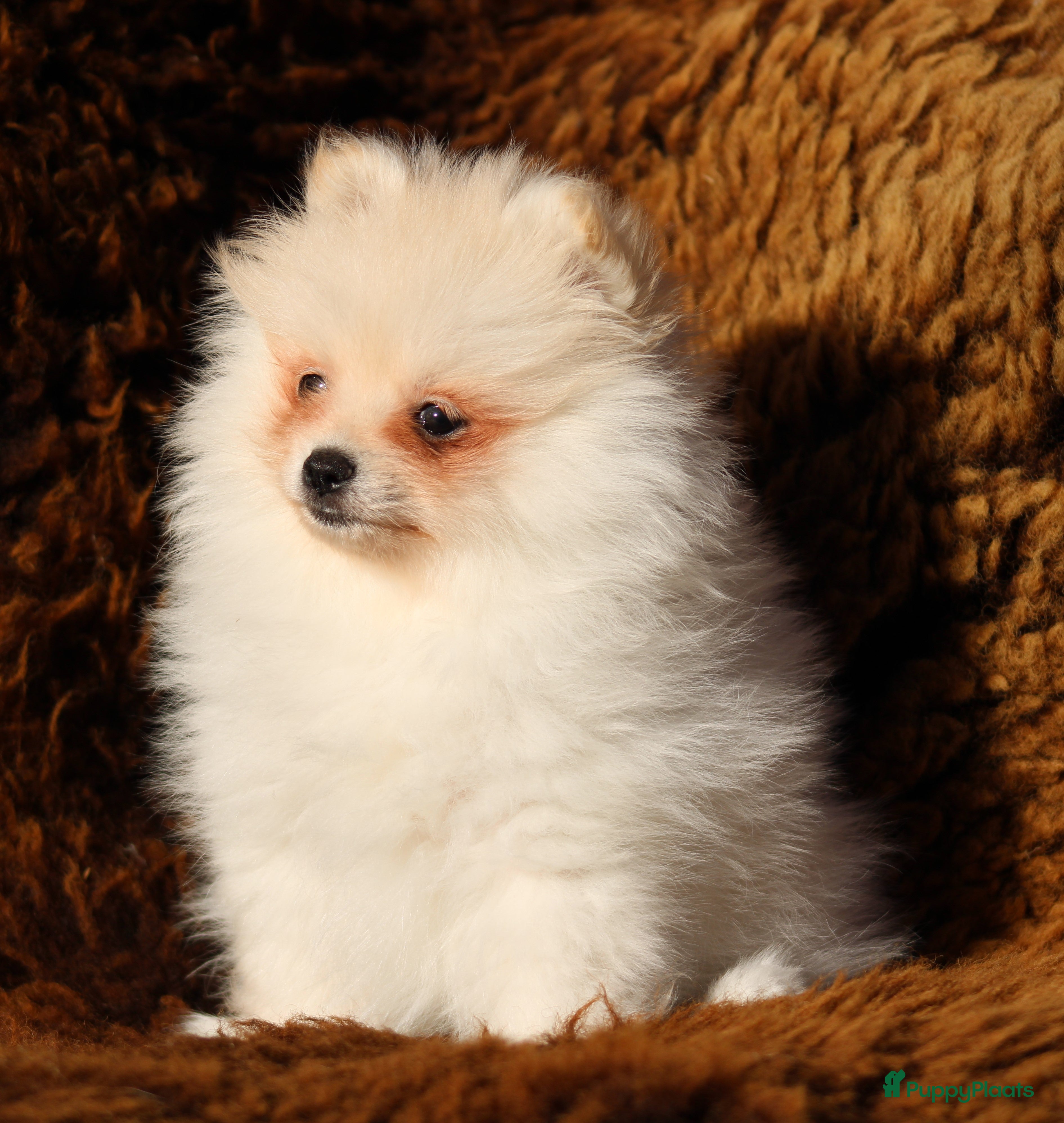 Pomeriaan honden Pomeriaan pup 100% raszuiver - Advertentie 9