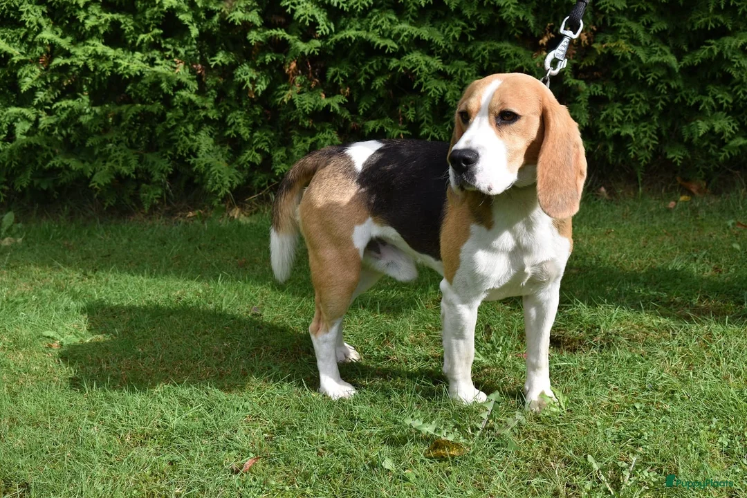 Beagle honden ter dekking: Prachtige Beagle reu met stamboom ter dekking - Advertentie 3