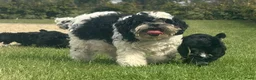 Kruising honden te koop: Maltipoo x boomer pups  - Advertentie 30