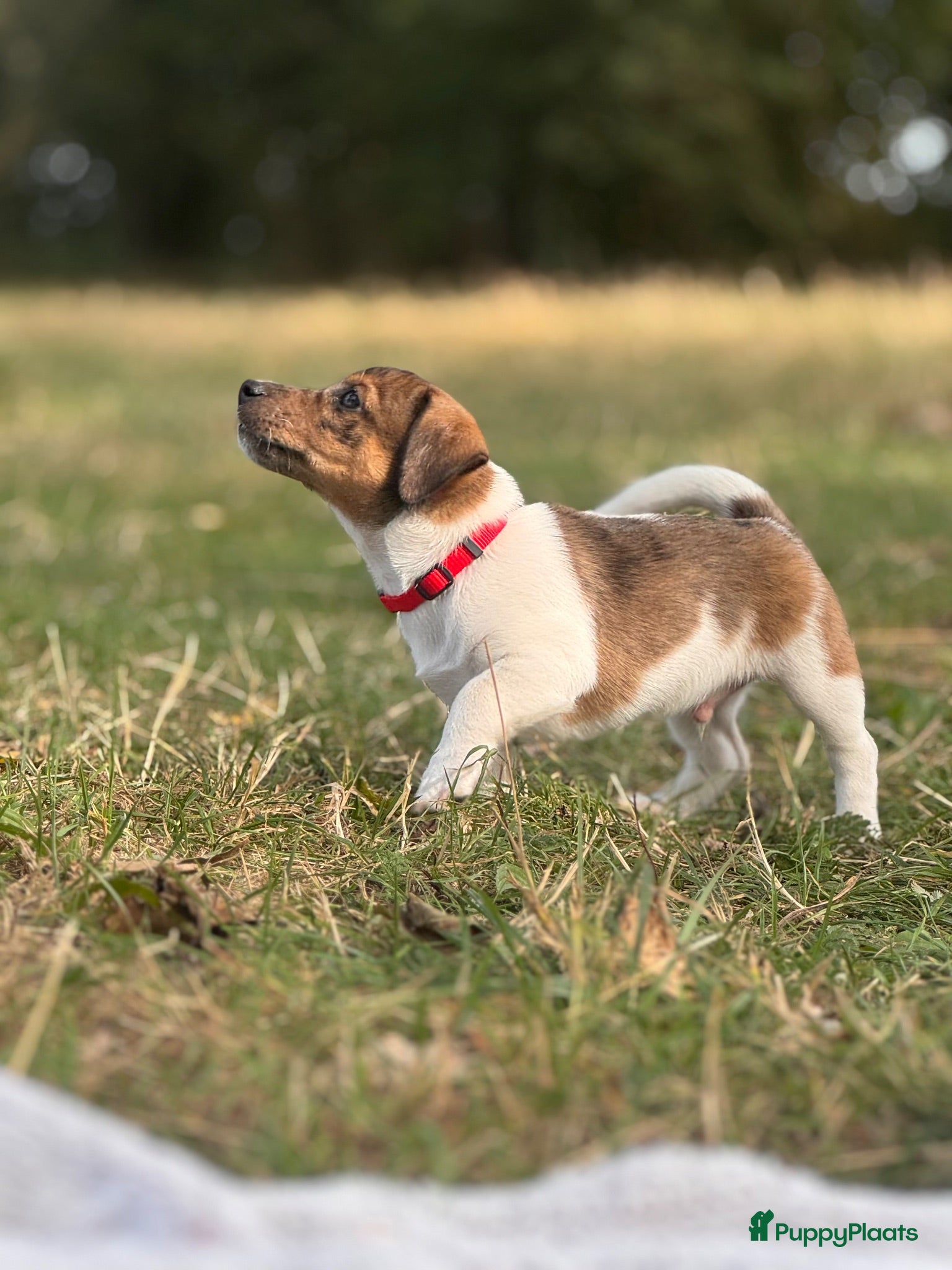 Jack Russel Terriër honden Lieve bruine/witte Merle Jack Russell reu - Advertentie 1