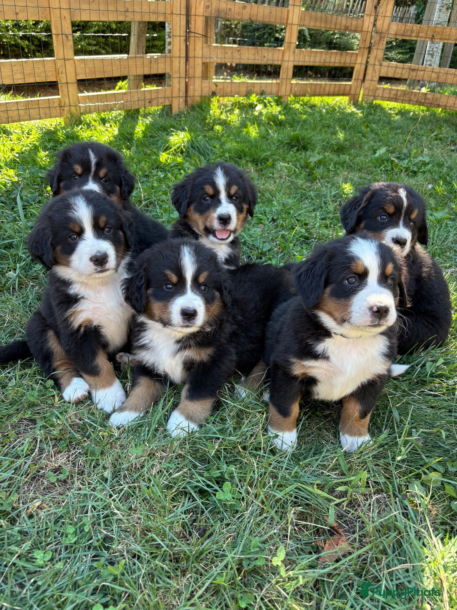 Berner Sennenhond honden Prachtige Raszuivere Berner Sennen pups!  - Advertentie 1