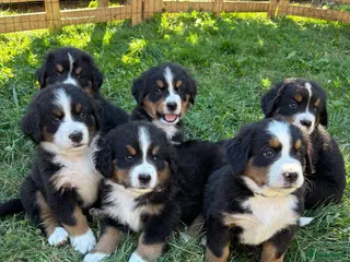 Berner Sennenhond honden Prachtige Raszuivere Berner Sennen pups! - Advertentie 3