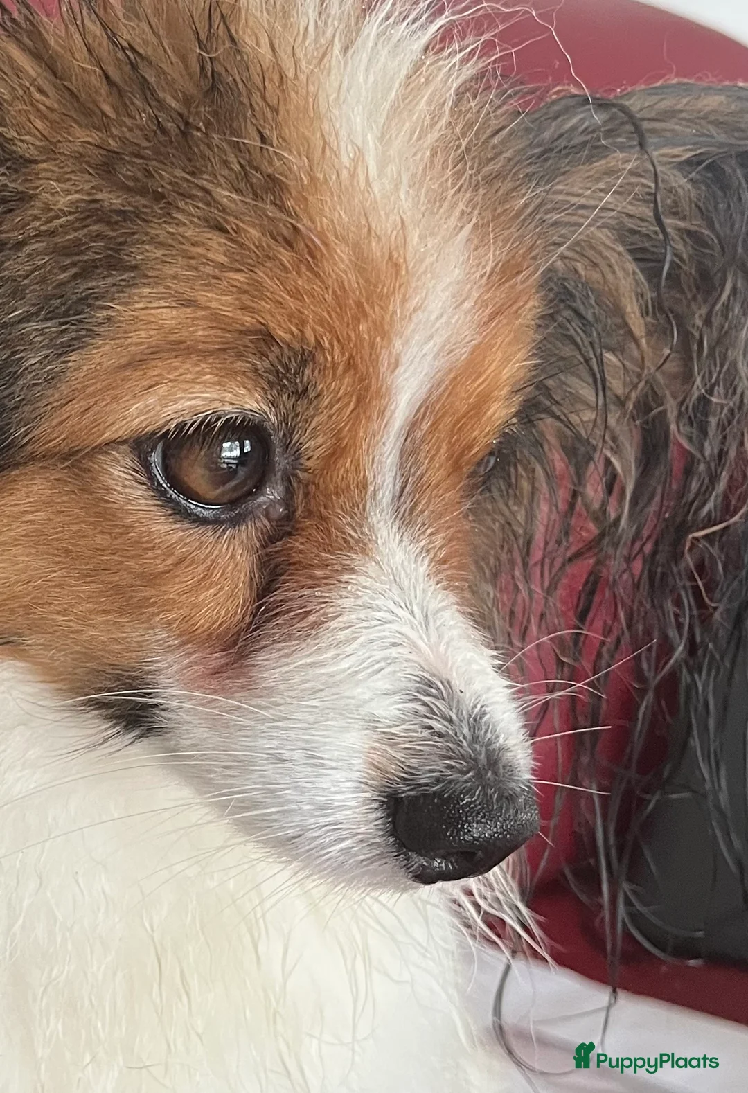 Vlinderhondje honden ter dekking: Nest verwacht eind februari met vlinderpups - Advertentie 6