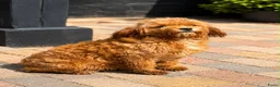 Cavapoo honden te koop: Cavapoo  - Advertentie 8