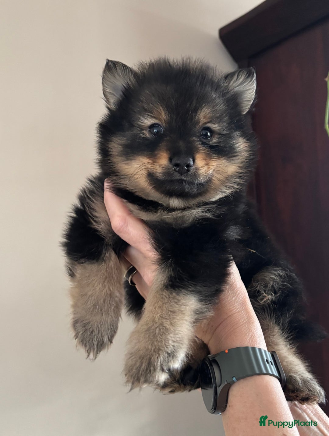 Keeshond honden te koop: 3 prachtige keeshondjes zoeken supergoed huis - Advertentie 4