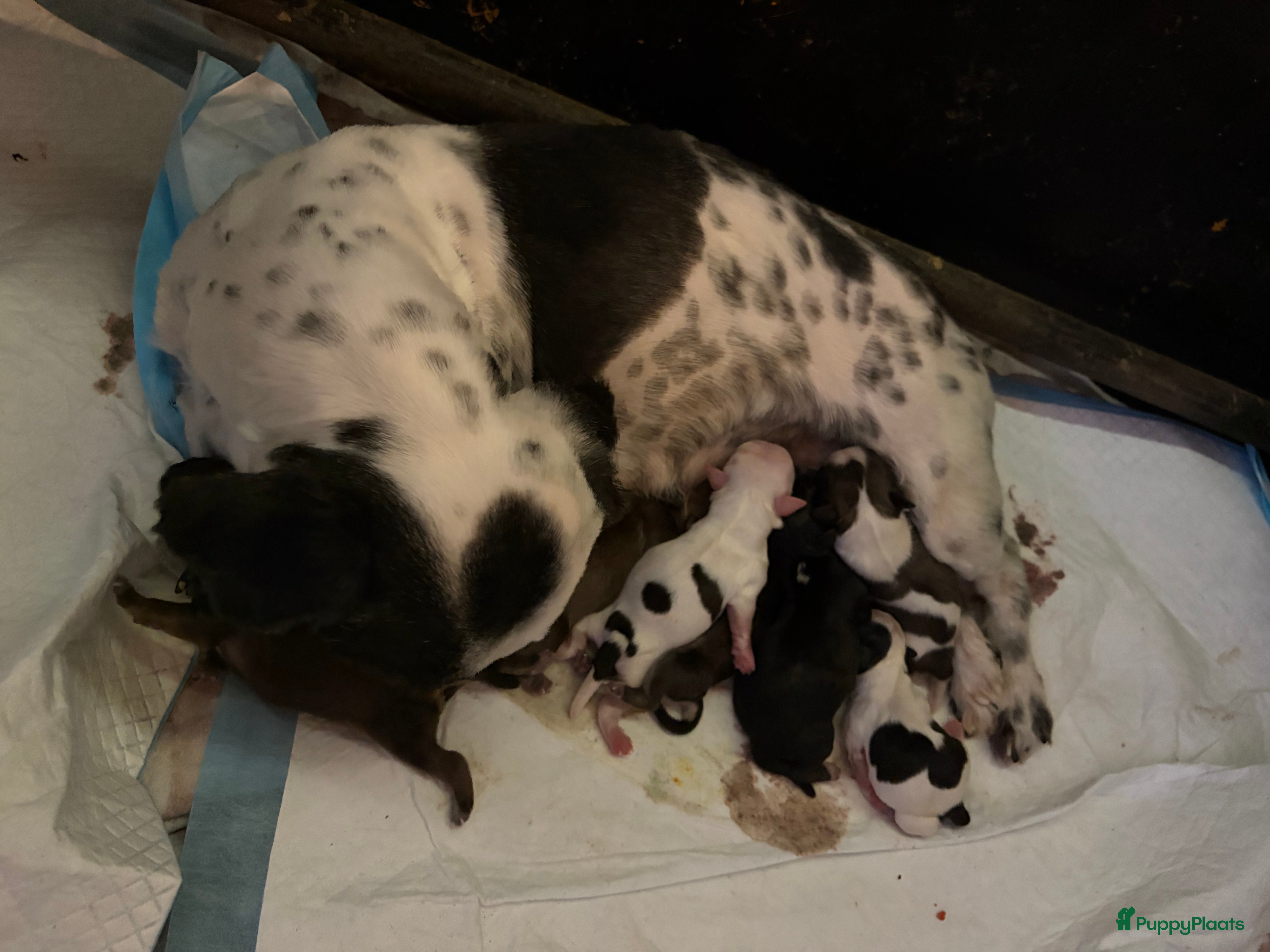 Kruising honden Boomer pups - Advertentie 7