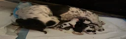 Kruising honden te koop: Boomer pups - Advertentie 1