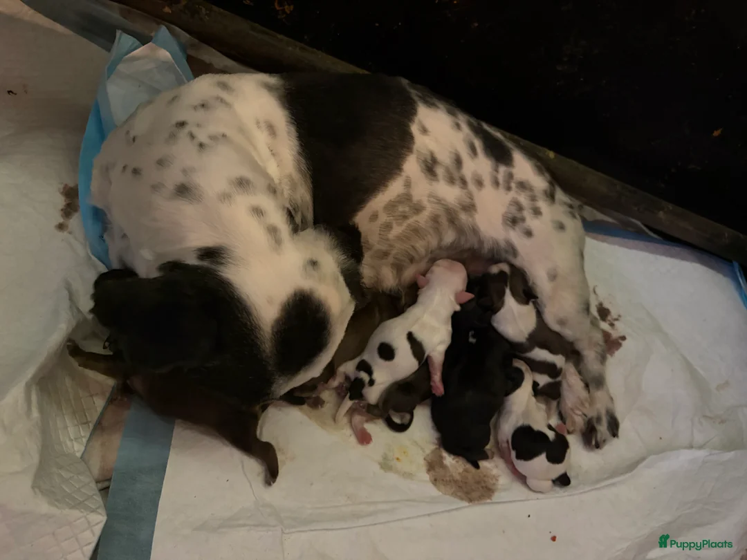 Kruising honden te koop: Boomer pups - Advertentie 1