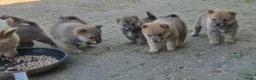 Shiba honden te koop: Shiba inu pups - Advertentie 15