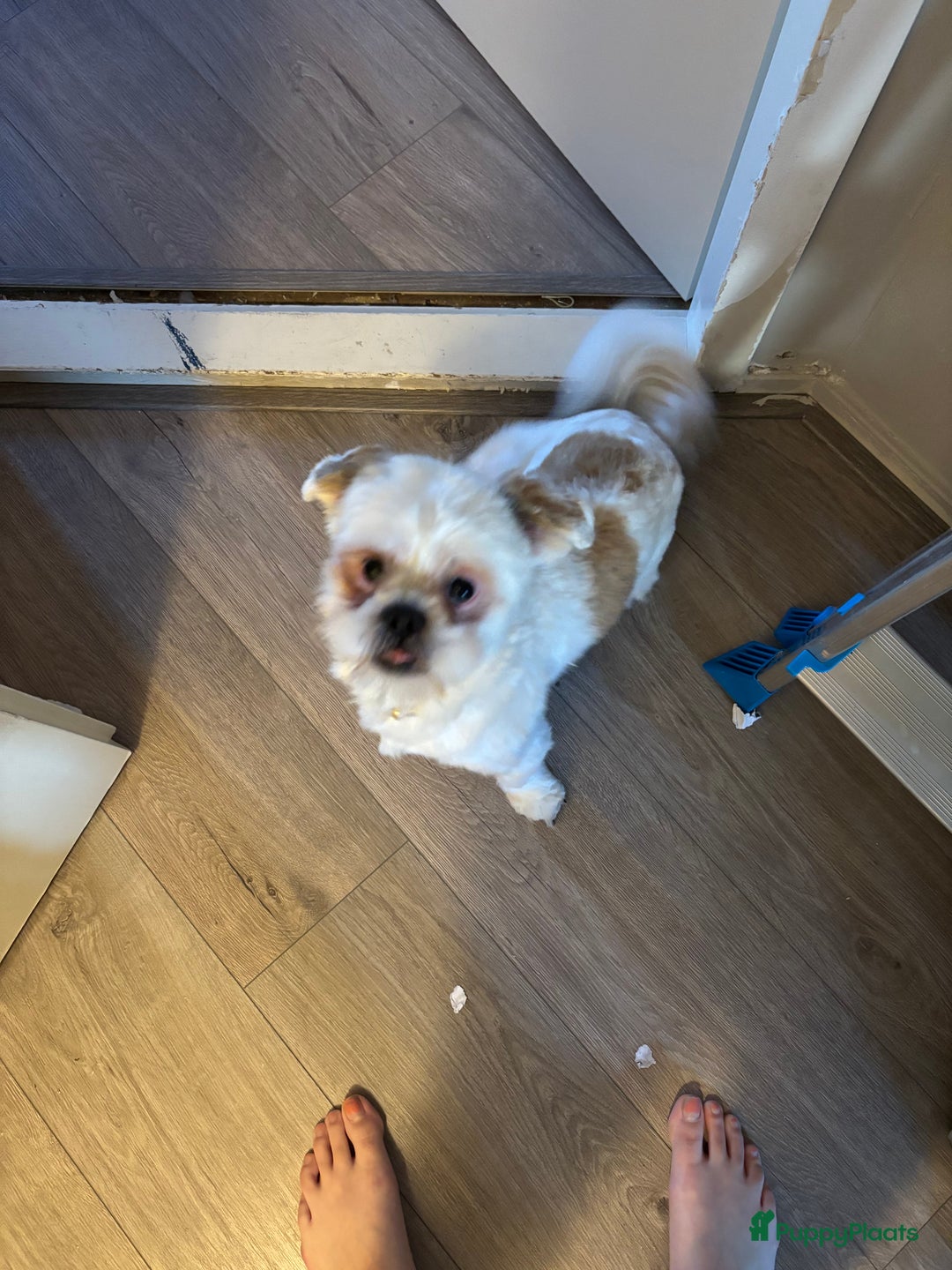 Shih Tzu honden te koop: Shih-tzu 9 maanden oud - Advertentie 2