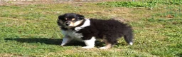 Schotse Herdershond langhaar honden te koop: Schotse Collie pup  - Advertentie 6