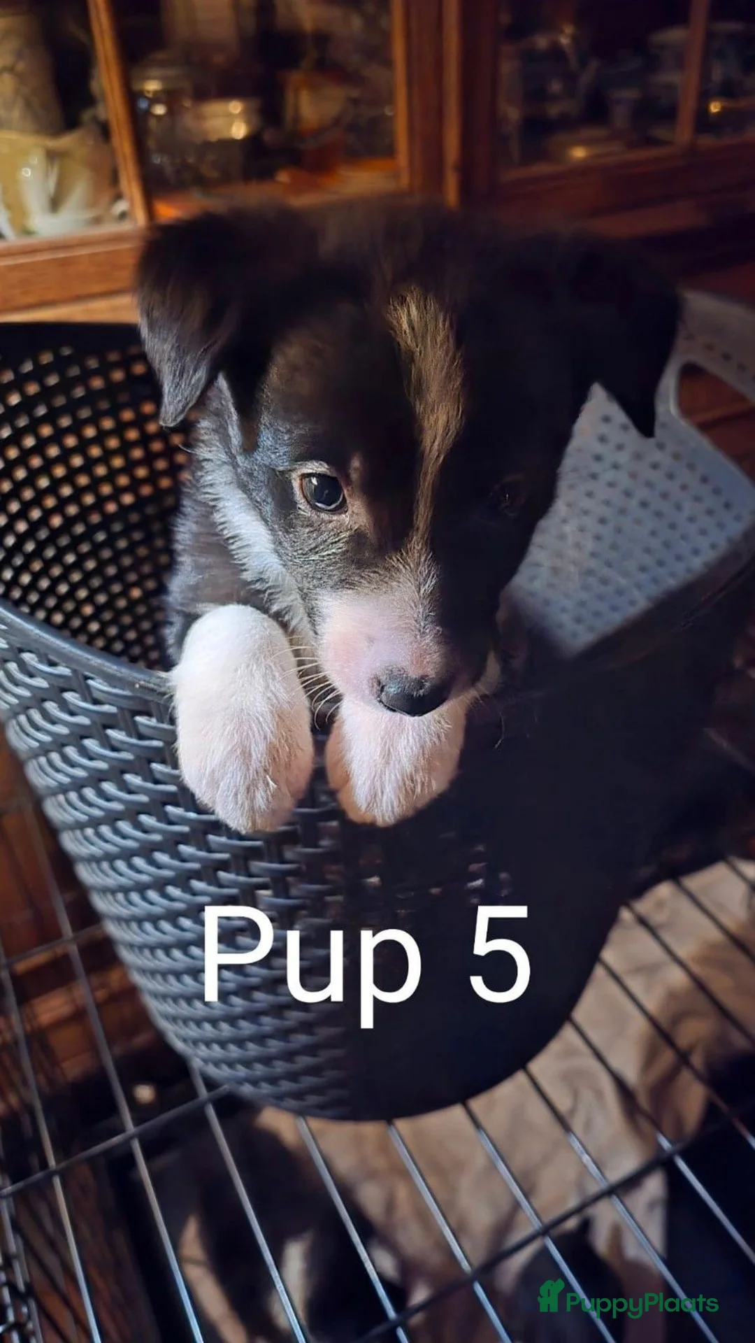 Border Collie honden te koop: Te koop 3 kleur pups uit werklijn - Advertentie 16