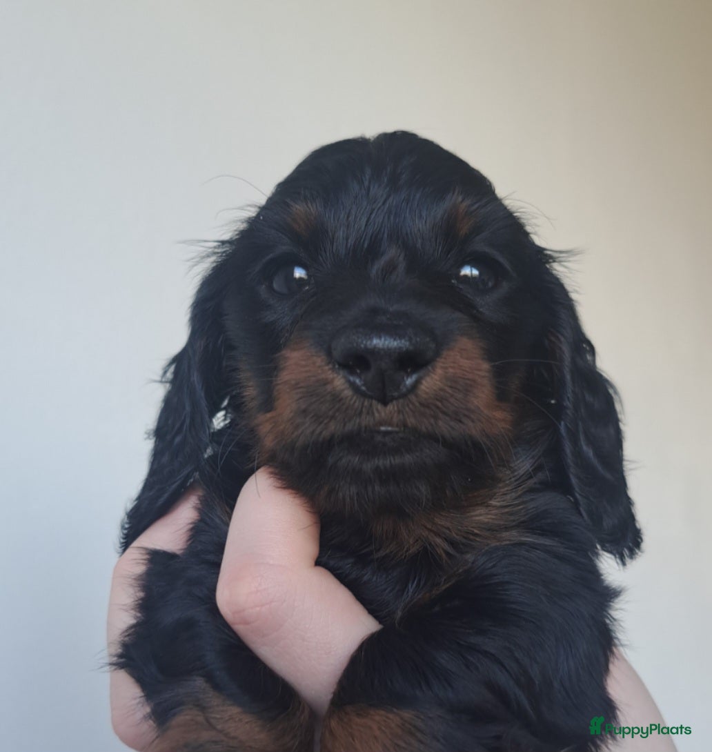 Teckel (langhaar) honden Dwerg langhaar puppies - Advertentie 2