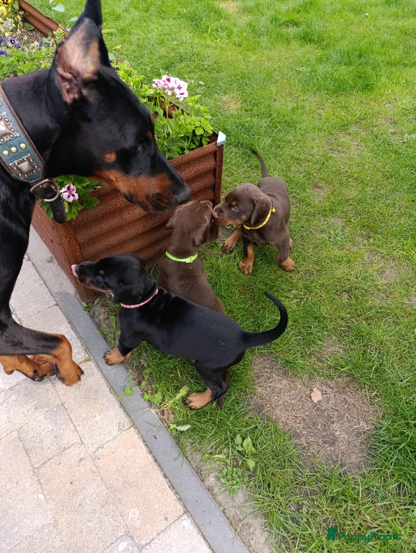 Dobermann honden te koop:  laatste pup een zoekt een goud mandje   - Advertentie 8