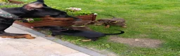 Dobermann honden te koop: 3 Dobermann pups  zoeken  een goud mandje   - Advertentie 4