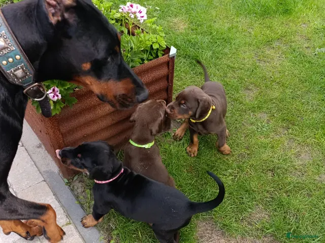 Dobermann honden te koop: laatste pup een zoekt een goud mandje - Advertentie 8