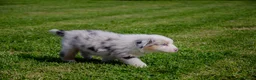 Australian Shepherd honden te koop: Australische herder pups geboren op boerderij (BE) - Advertentie 10