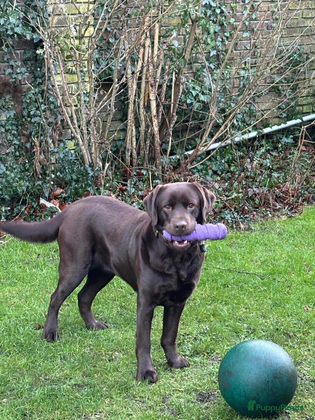 Labrador Retriever honden Nestaankondiging choco Labrador pups - Advertentie 2