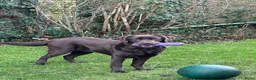 Labrador Retriever honden te koop: Nestaankondiging choco Labrador pups - Advertentie 2