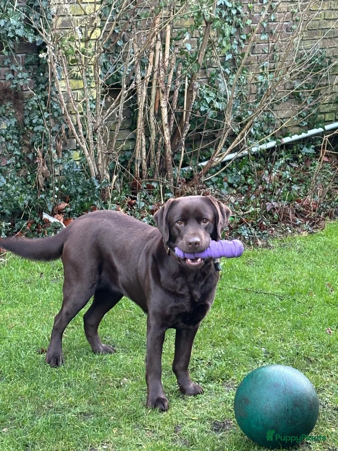 Labrador Retriever honden te koop: Nestaankondiging choco Labrador pups - Advertentie 2